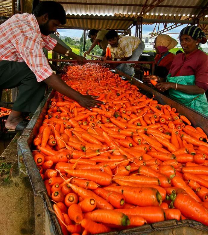 carrot ooty.JPG