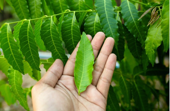 neem.jpg