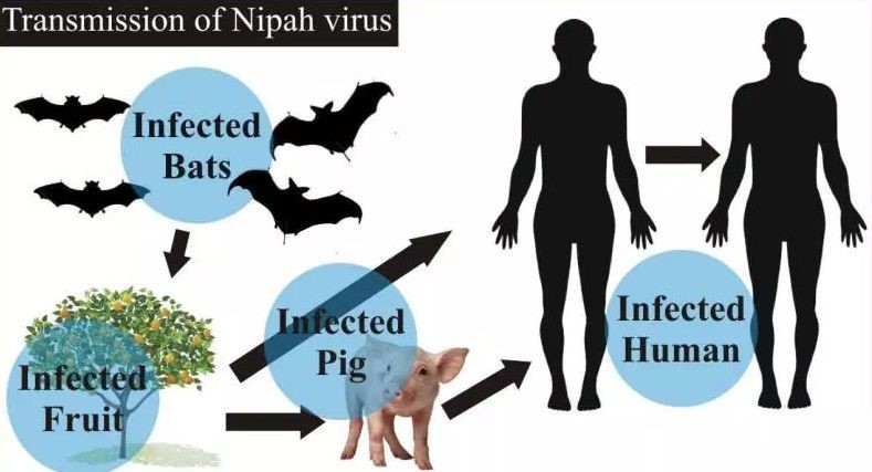 Transmission-of-Nipah-Virus.jpg