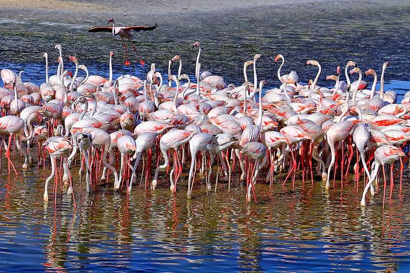 800px-Flamingos_at_the_Ras_Al_Khor_Wildlife_Sanctuary_Dubai_20190828161607.jpg